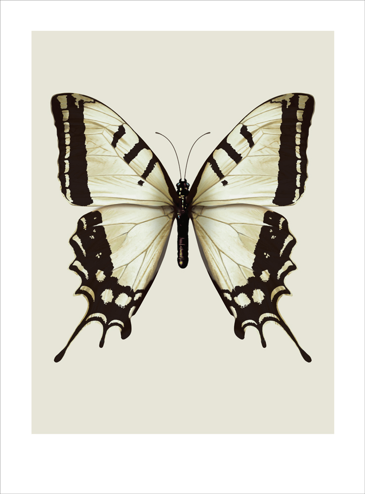 Terry Pastor - Big Cream