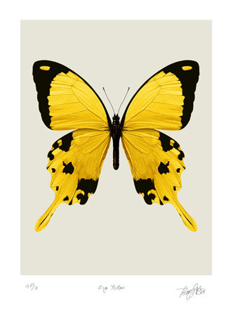 Terry Pastor - Big Yellow