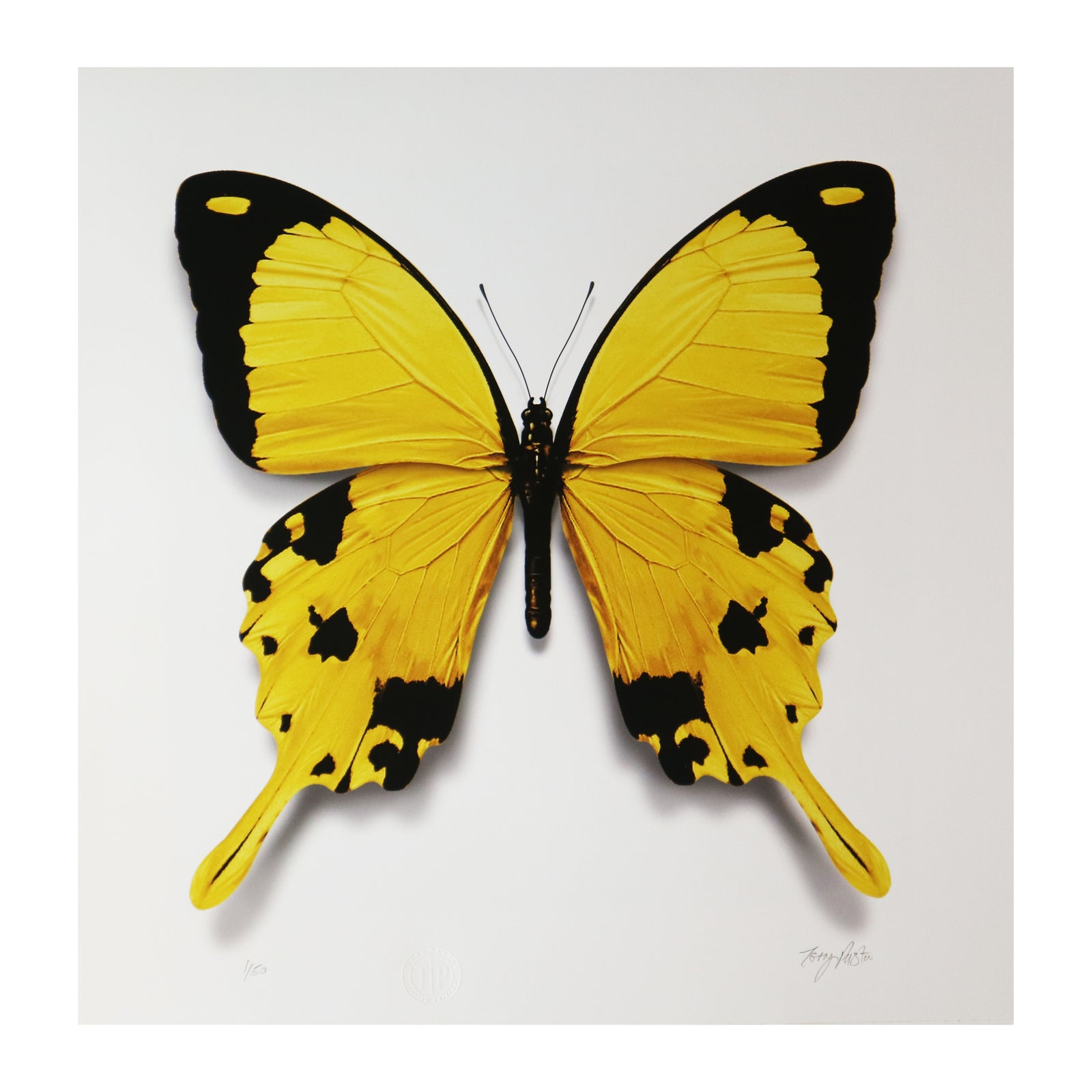 Terry Pastor - Big Yellow (Large)