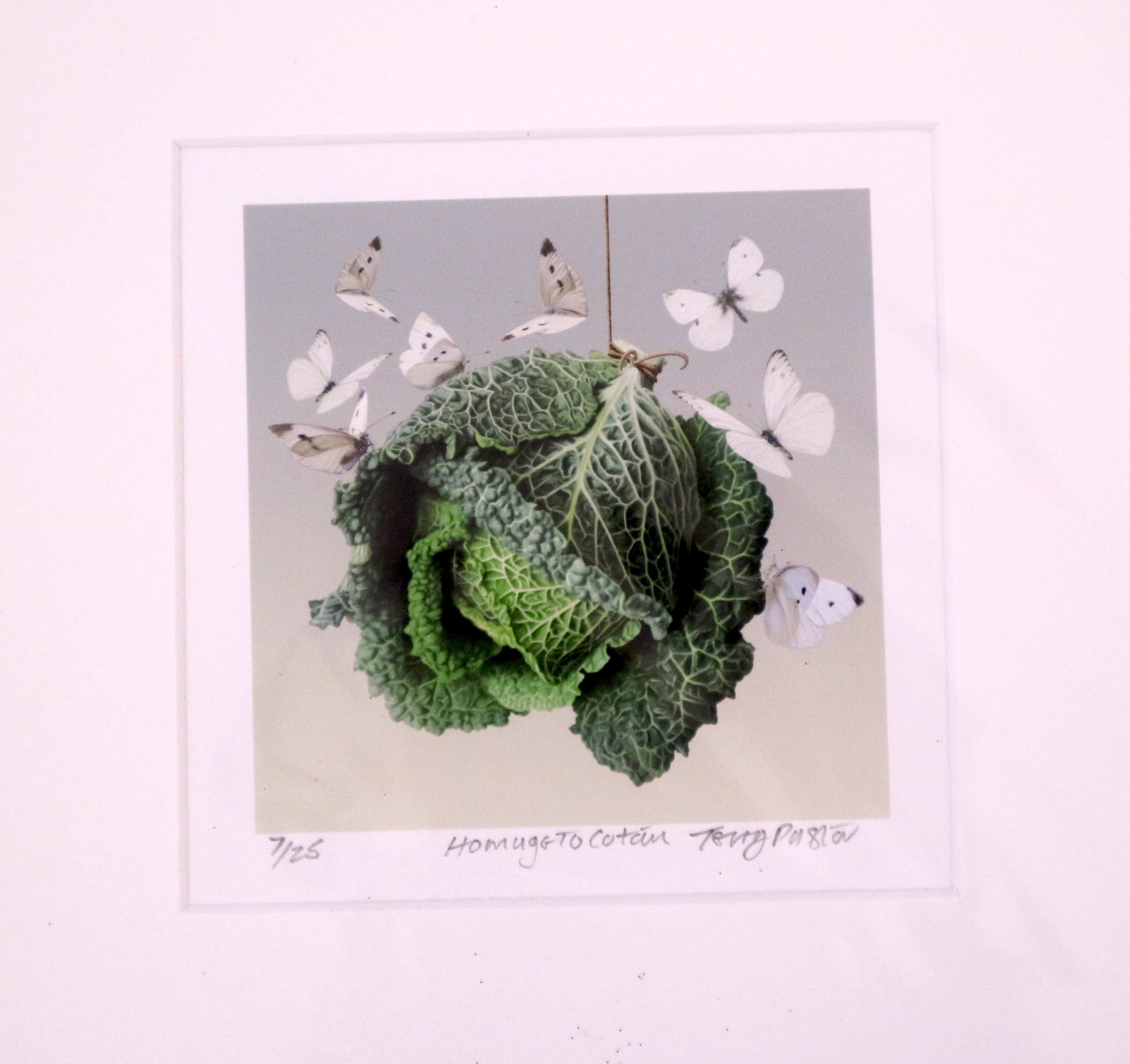 Terry Pastor - Homage to Cotan - Butterflies & Cabbage (Mini)