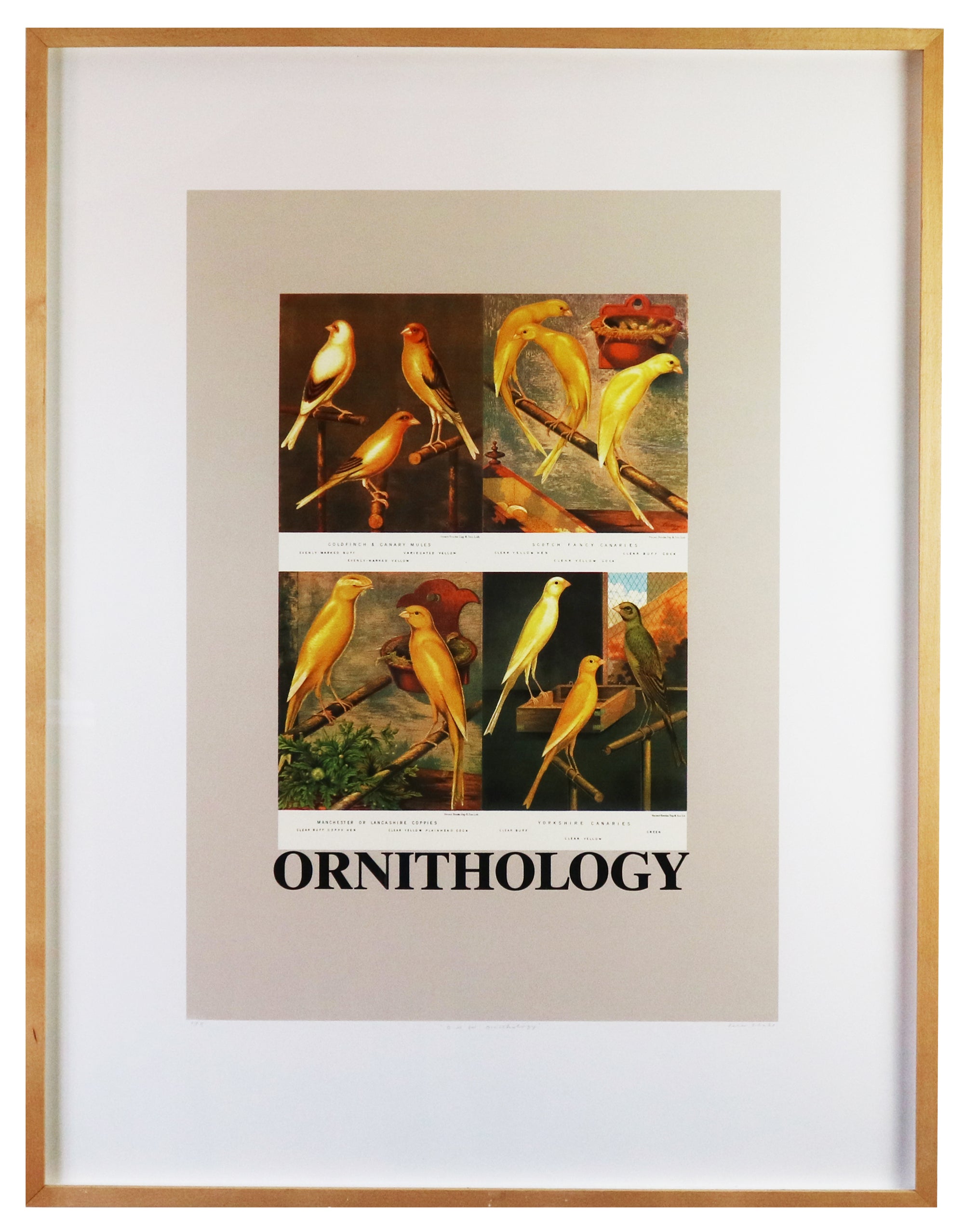 Peter Blake - O is for Ornithology (Framed)
