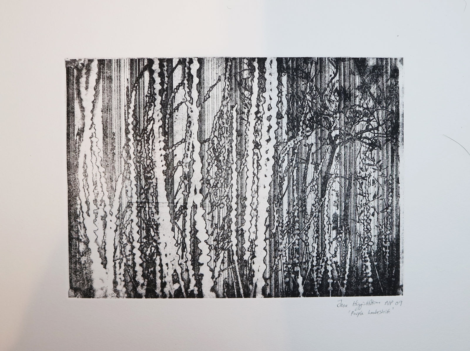 Jane Higginbottom - Purple Loosestrife