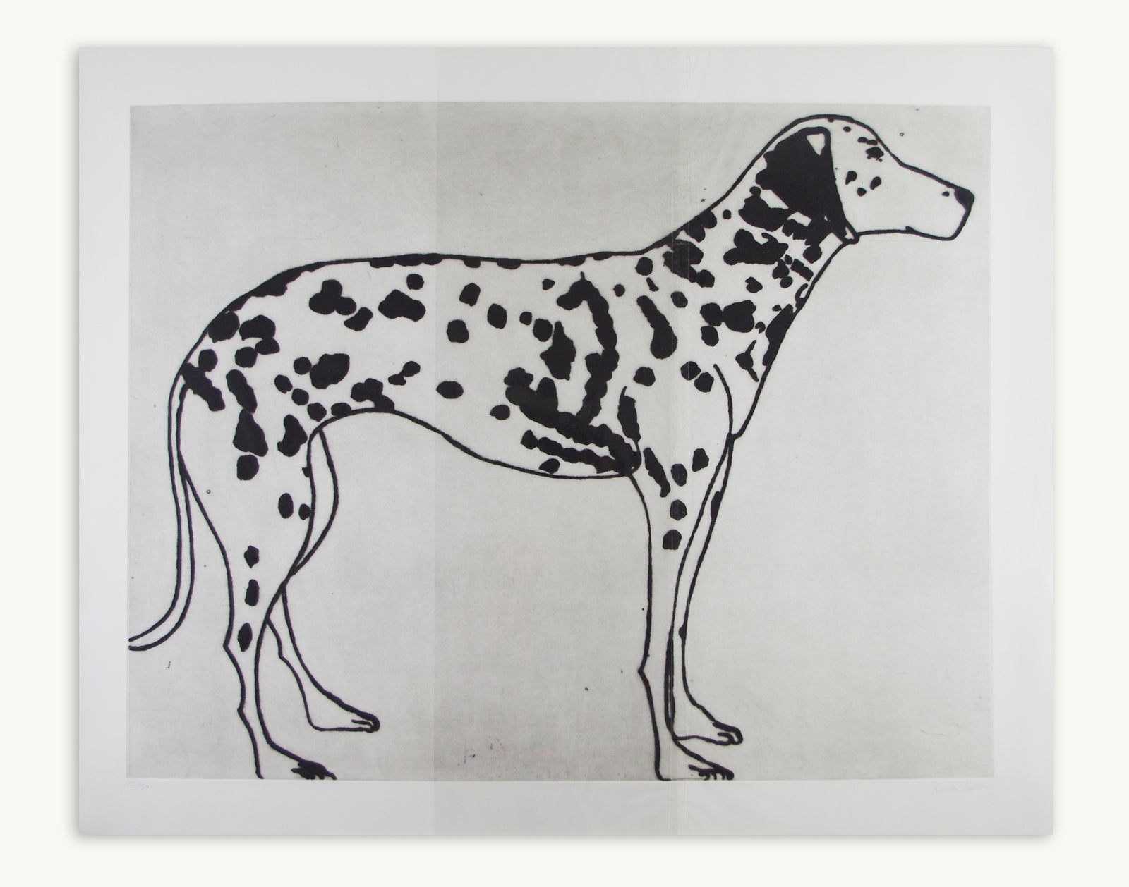 Kate Boxer - Dalmatian