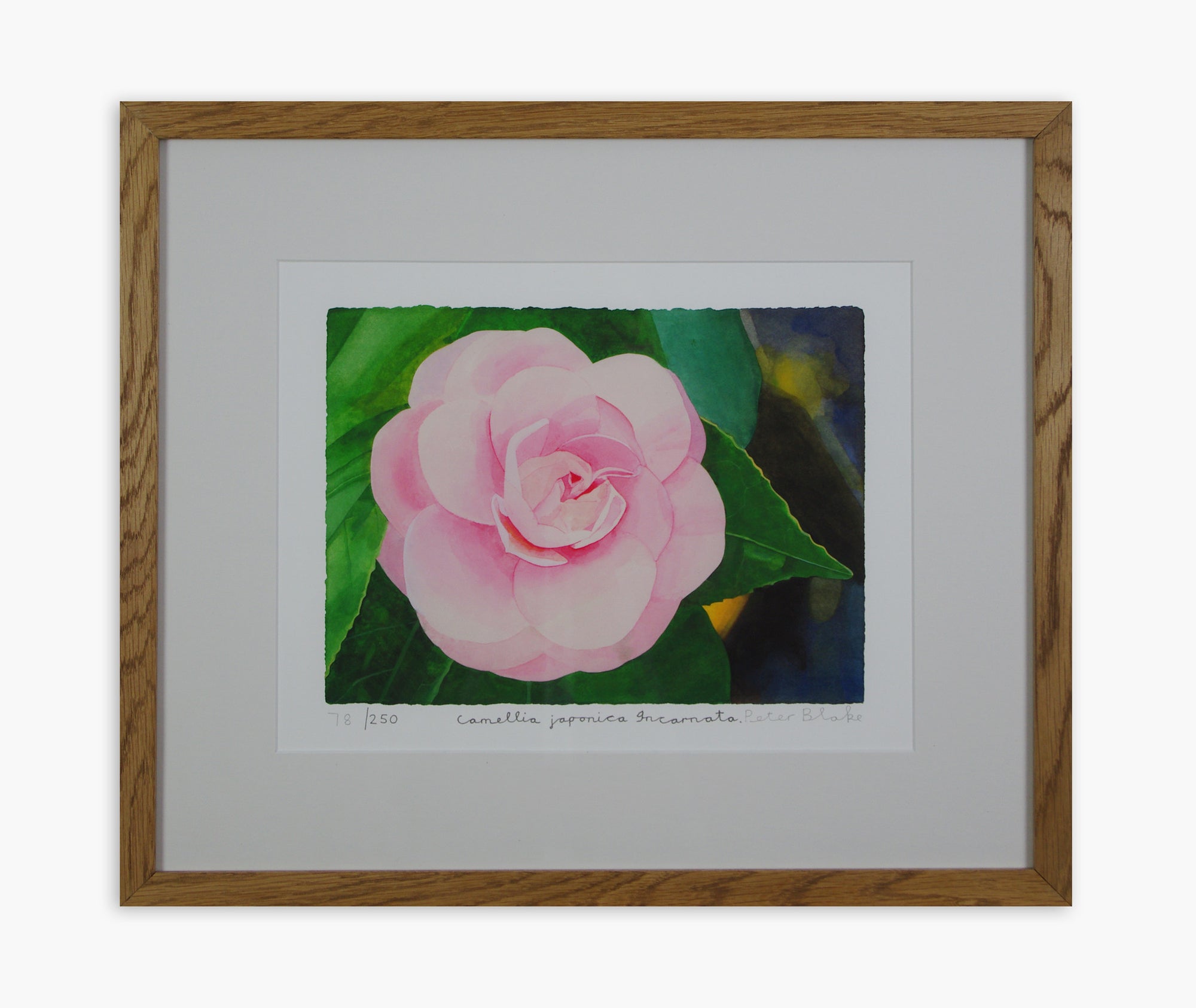 Peter Blake - Camellia Japonica 'Incarnata' (Framed)